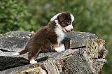 BERGER AUSTRALIEN PUPPIES 817
